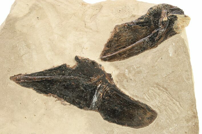 Fossil Fish Bones in Rock - Asfla, Morocco #270947